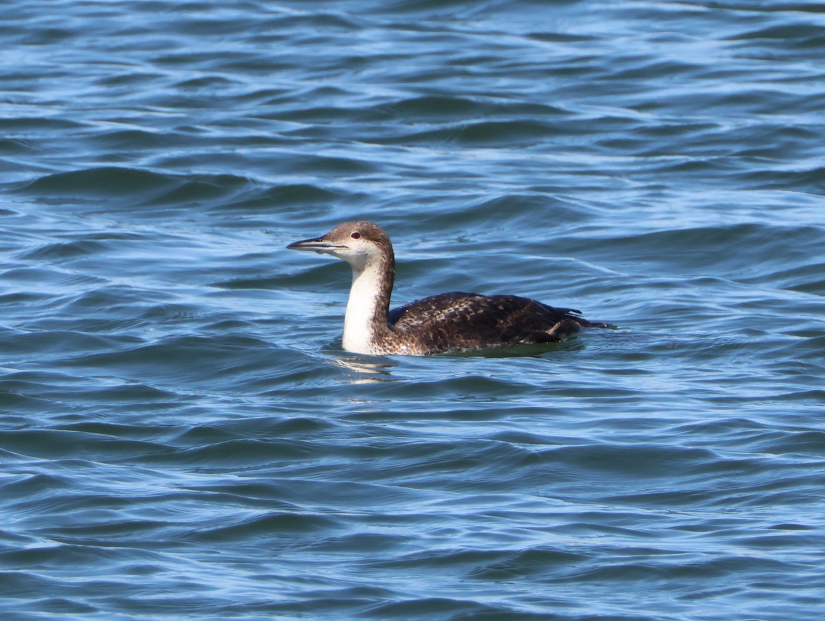 Pacific Loon - ML632370771
