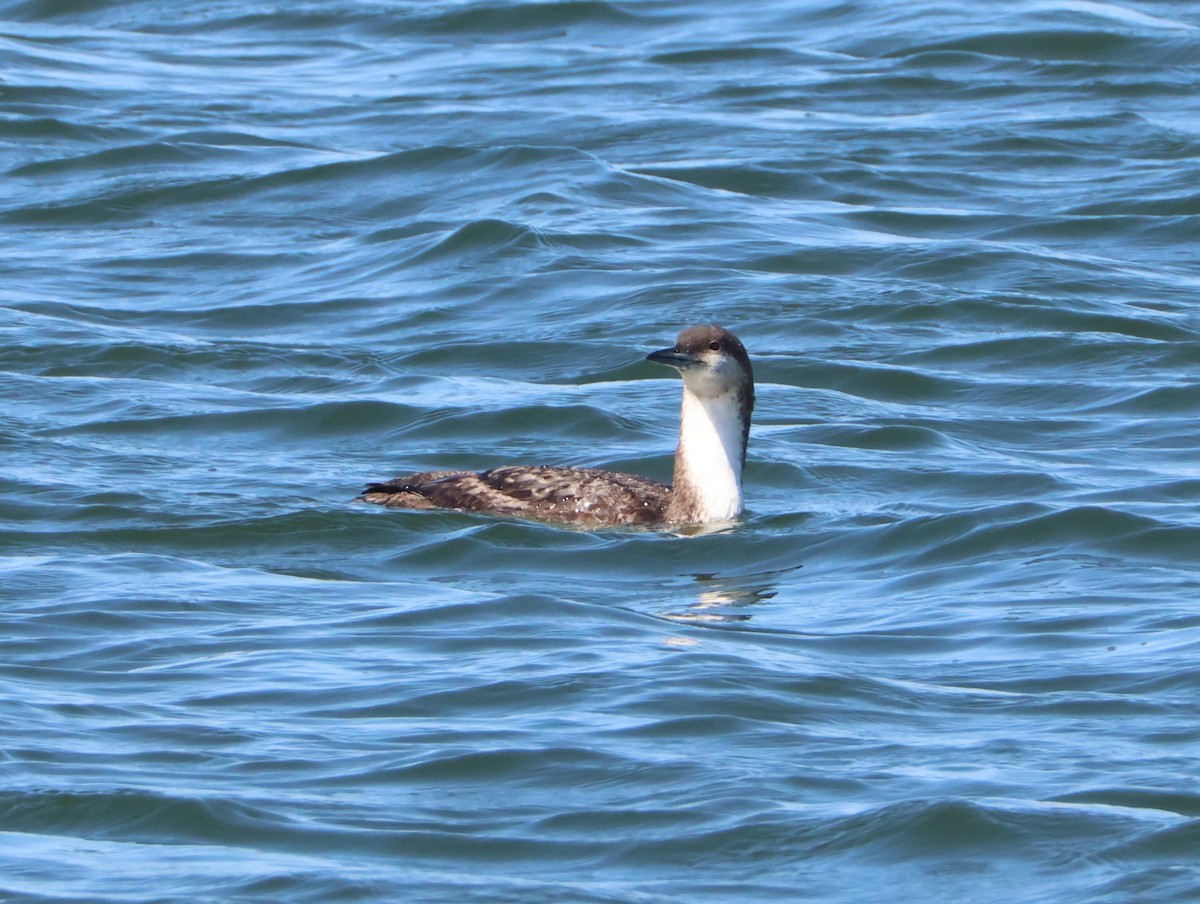 Pacific Loon - ML632370774