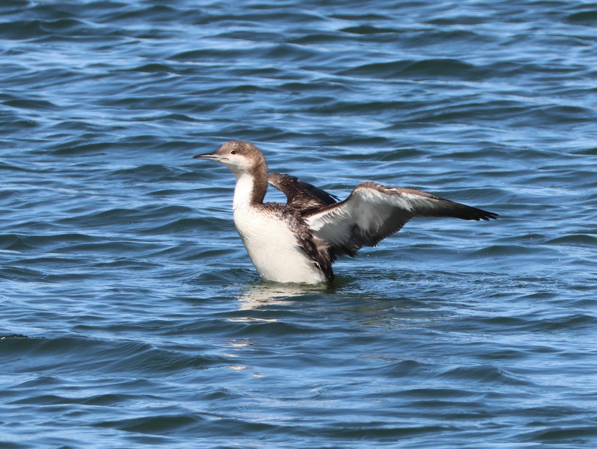 Pacific Loon - ML632370781