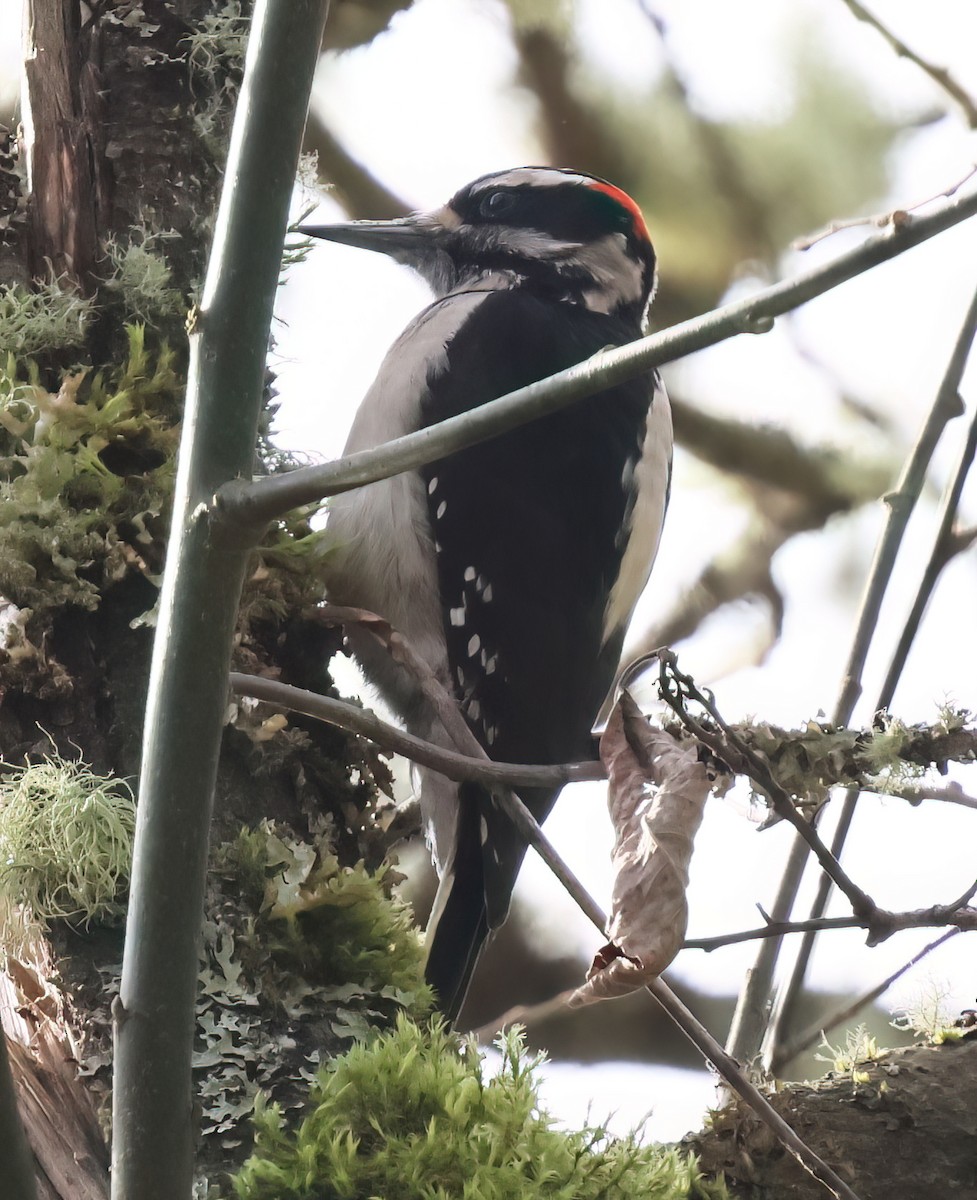 Hairy Woodpecker - ML632371011