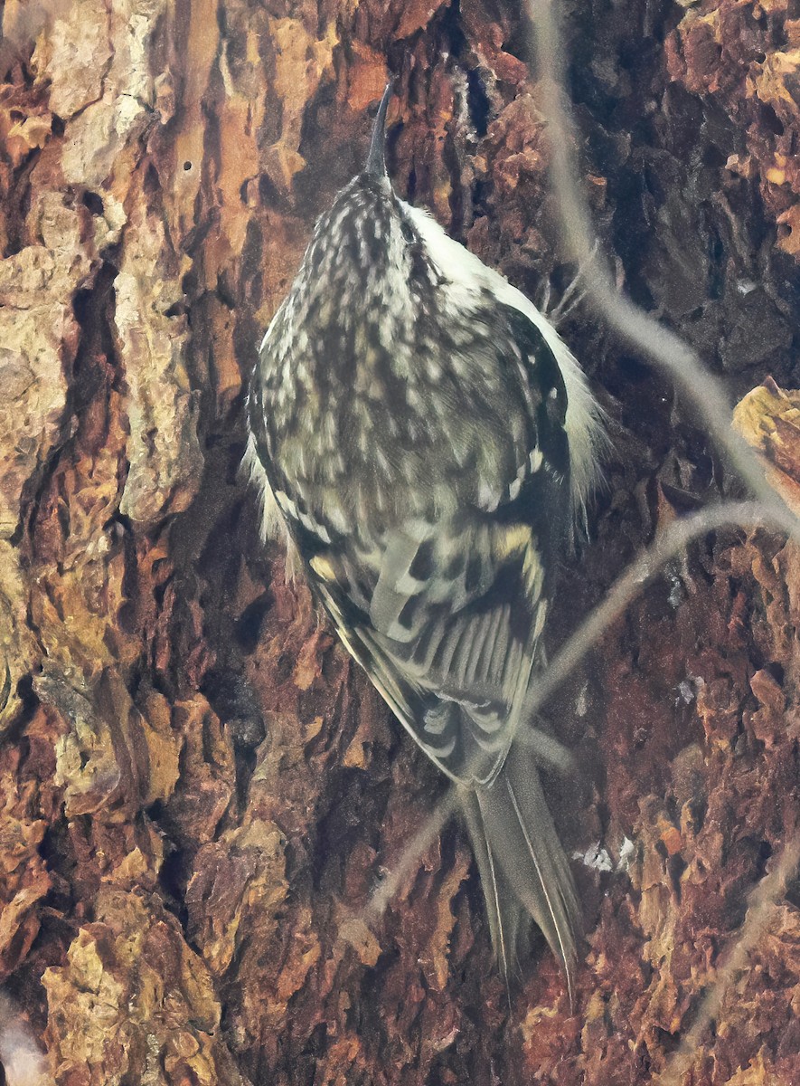 Brown Creeper - ML632371023