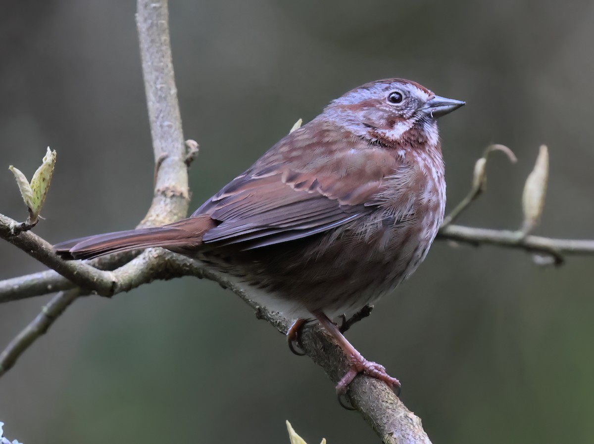 Song Sparrow - ML632371032