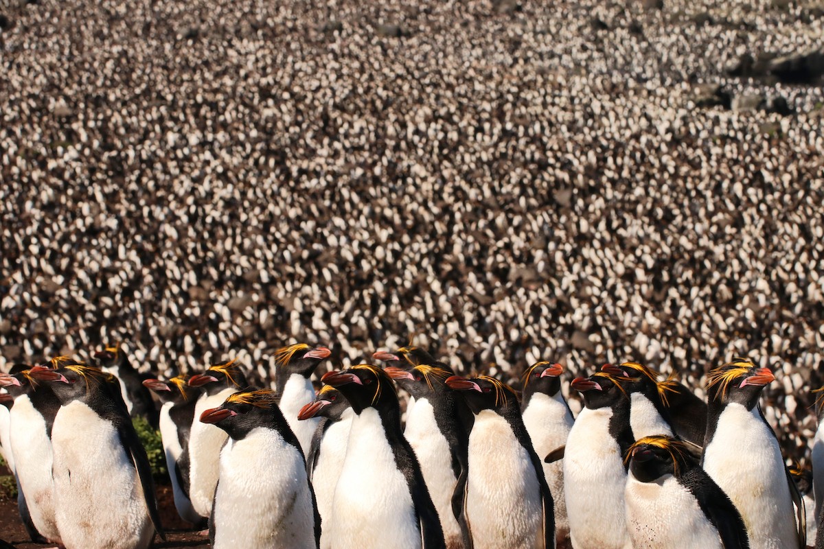 Macaroni Penguin - ML632371035