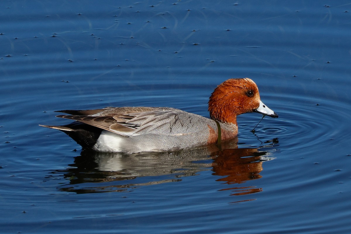 Canard siffleur - ML632371087