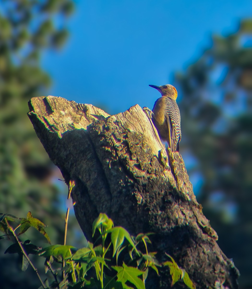 Golden-fronted Woodpecker - ML632371177