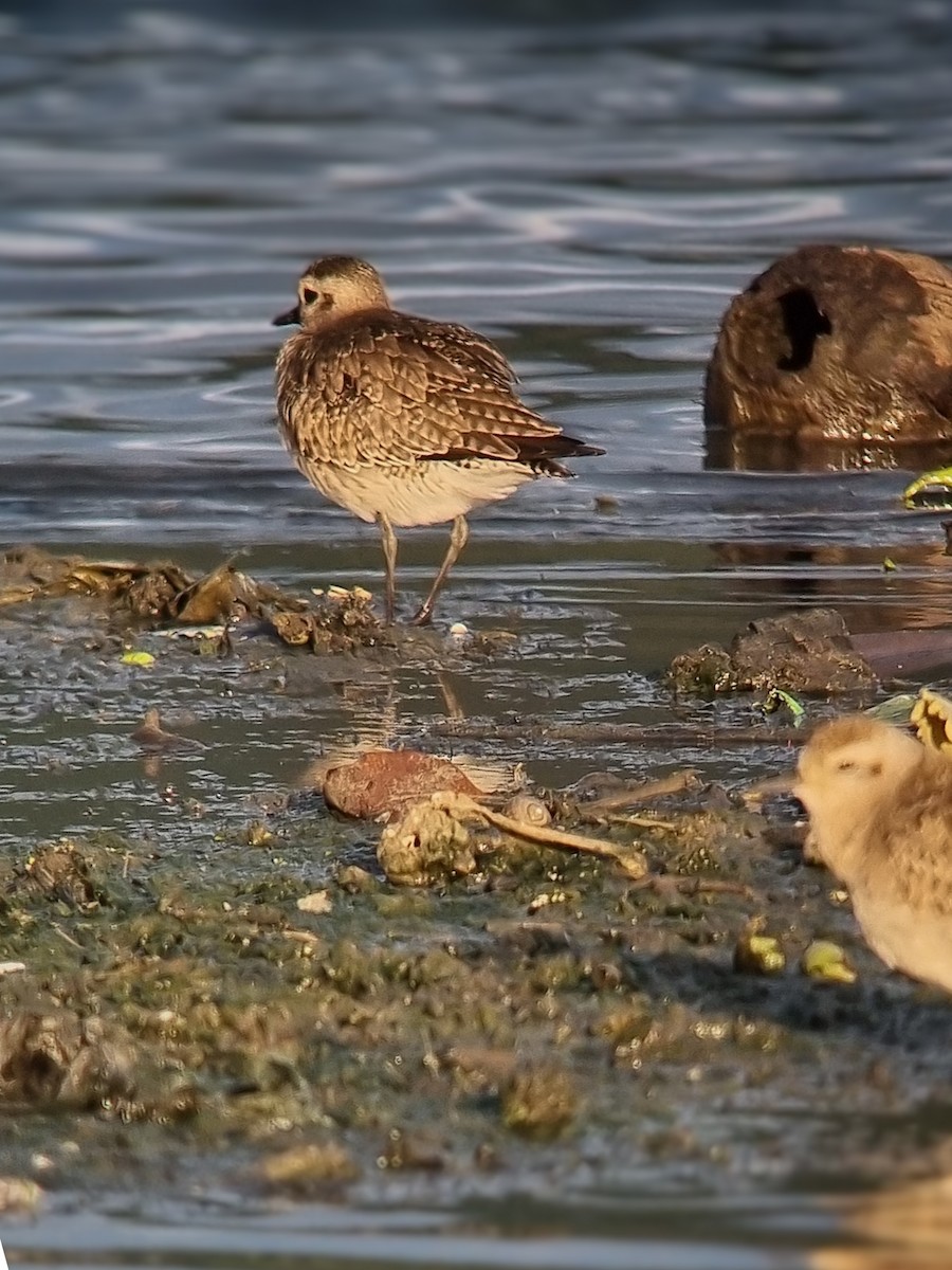 American Golden-Plover - ML632371266