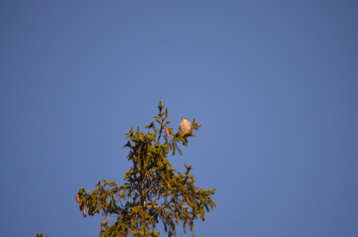 Merlin - ML632371354