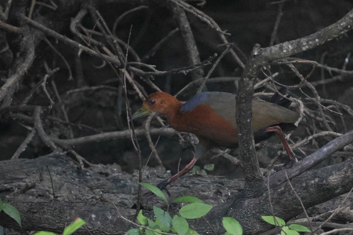 Rufous-necked Wood-Rail - ML632371438