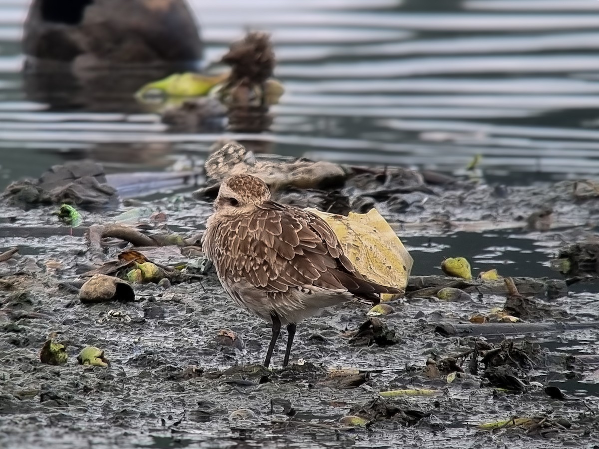 American Golden-Plover - ML632371495