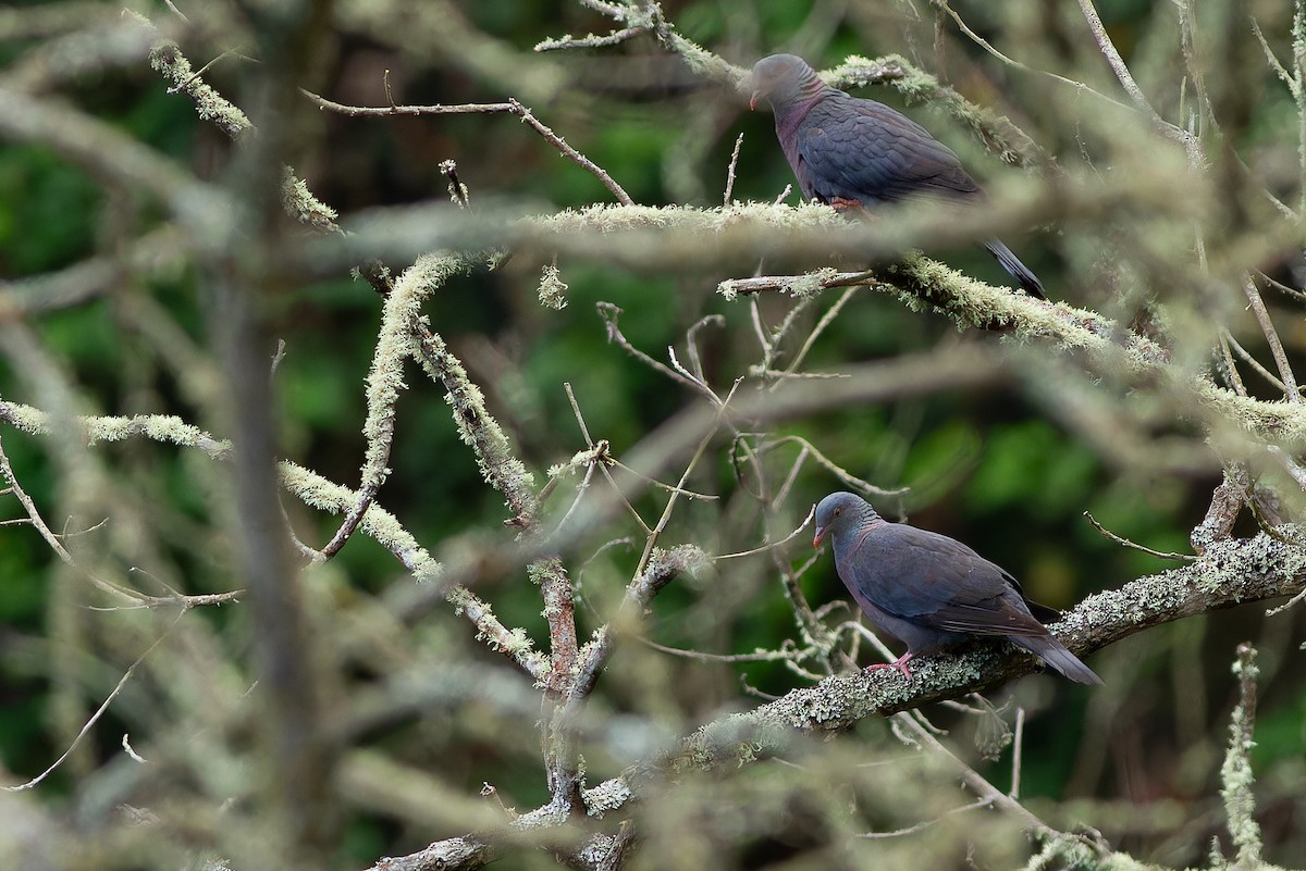 Bolle's Pigeon - ML632371644