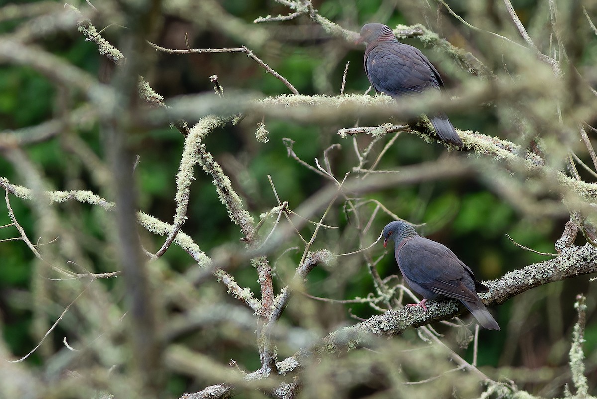 Bolle's Pigeon - ML632371645