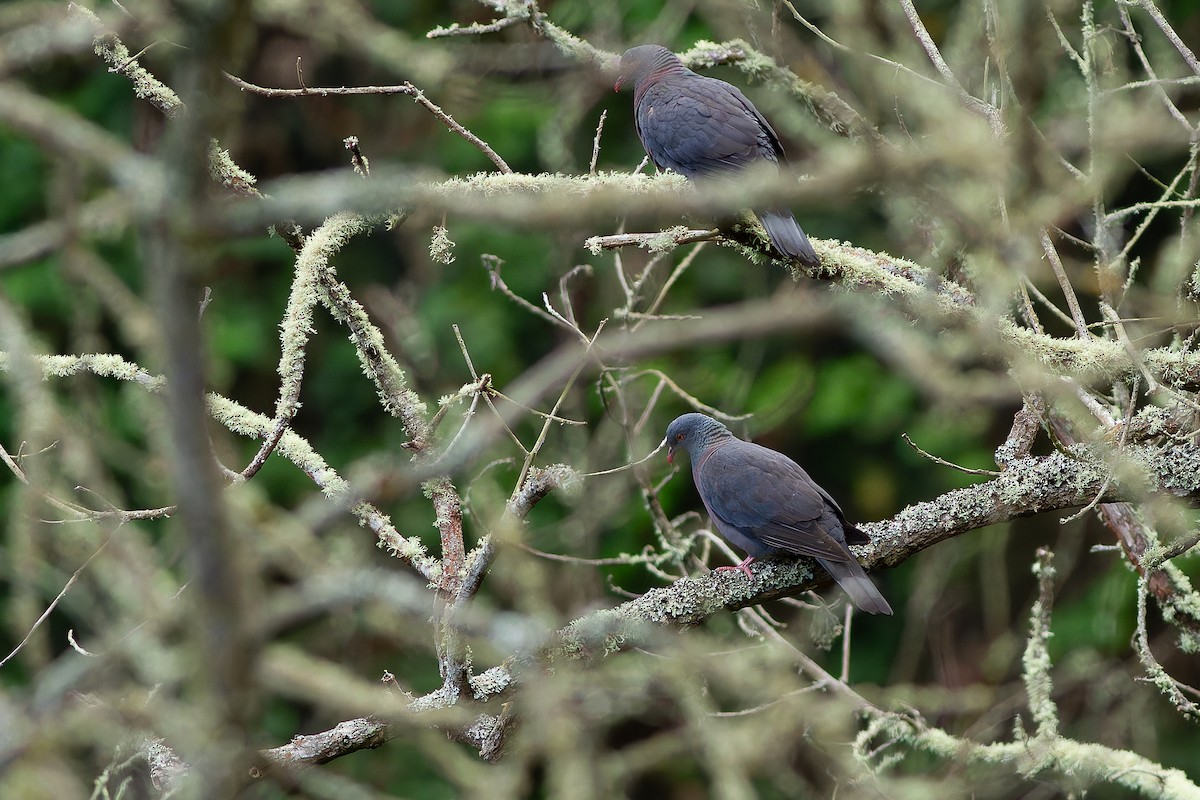 Bolle's Pigeon - ML632371646