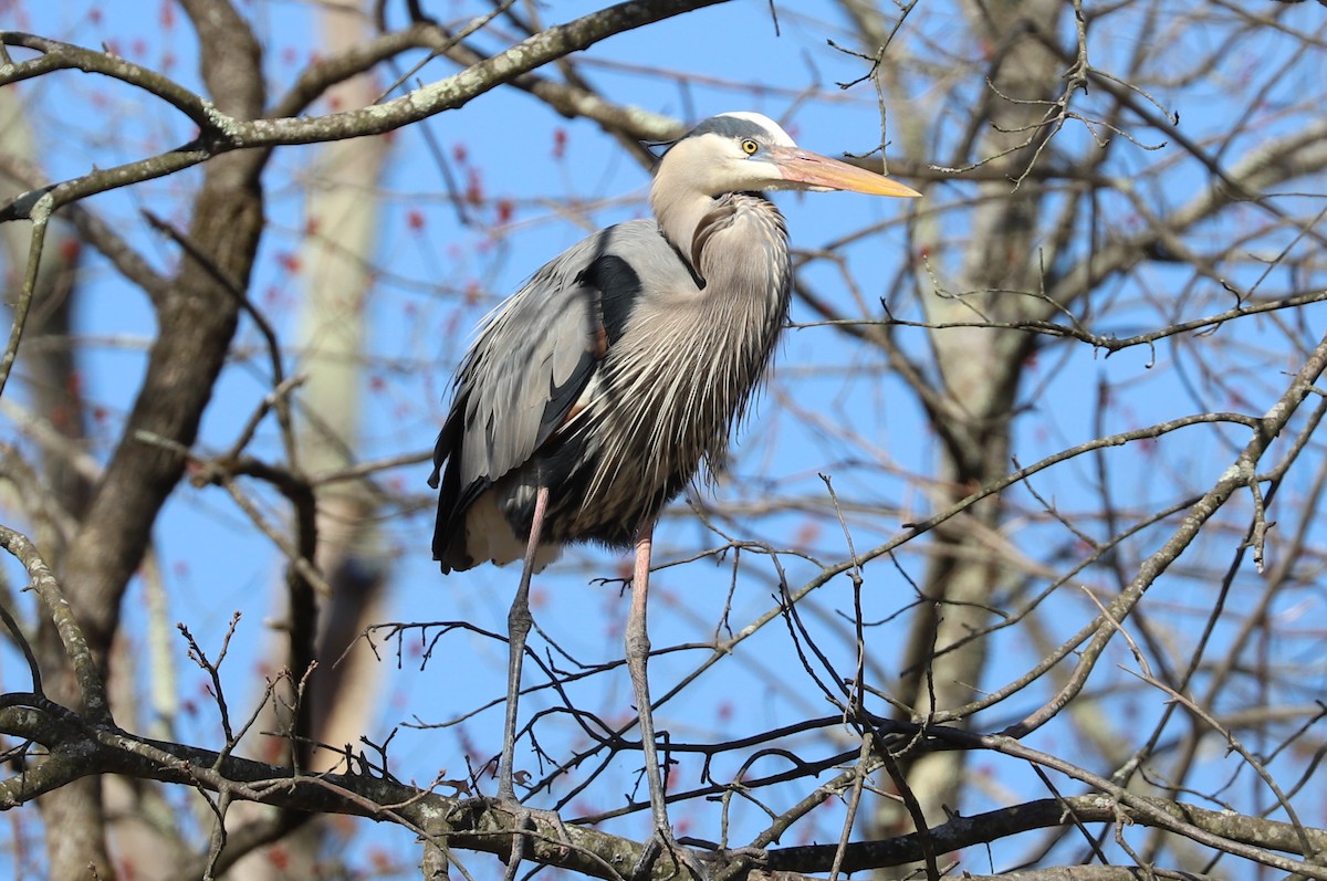 Great Blue Heron - ML632371670