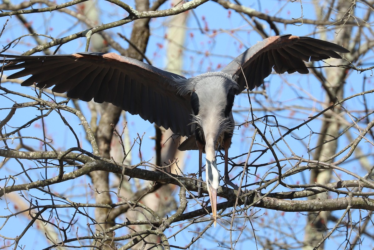Great Blue Heron - ML632371671