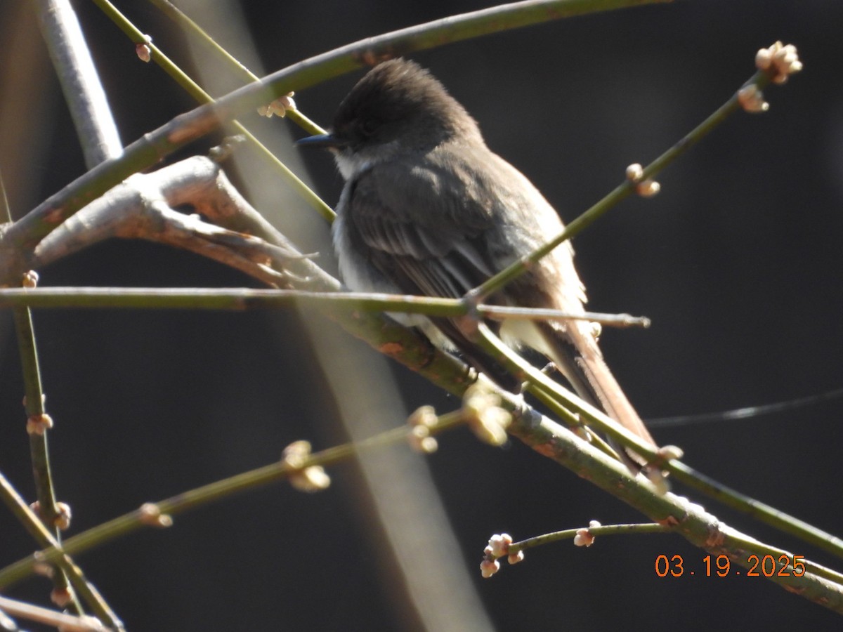 gråfibi - ML632371732