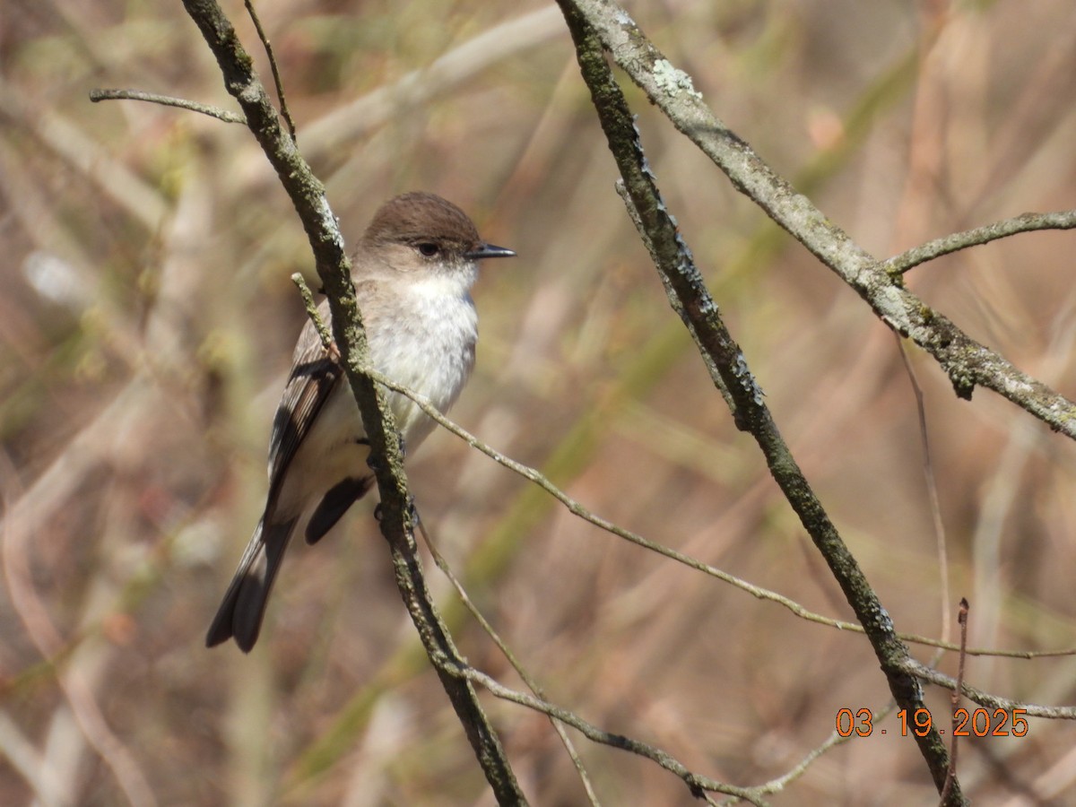 gråfibi - ML632371737