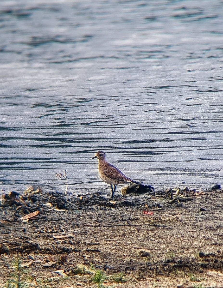 American Golden-Plover - ML632371818