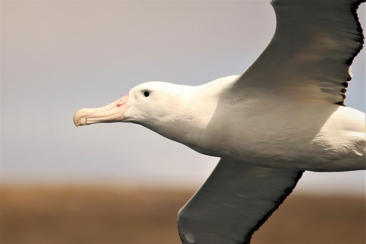 Albatros bidaiaria - ML632371840