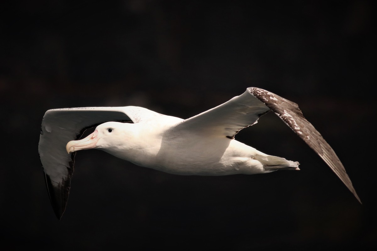Albatros bidaiaria - ML632371844