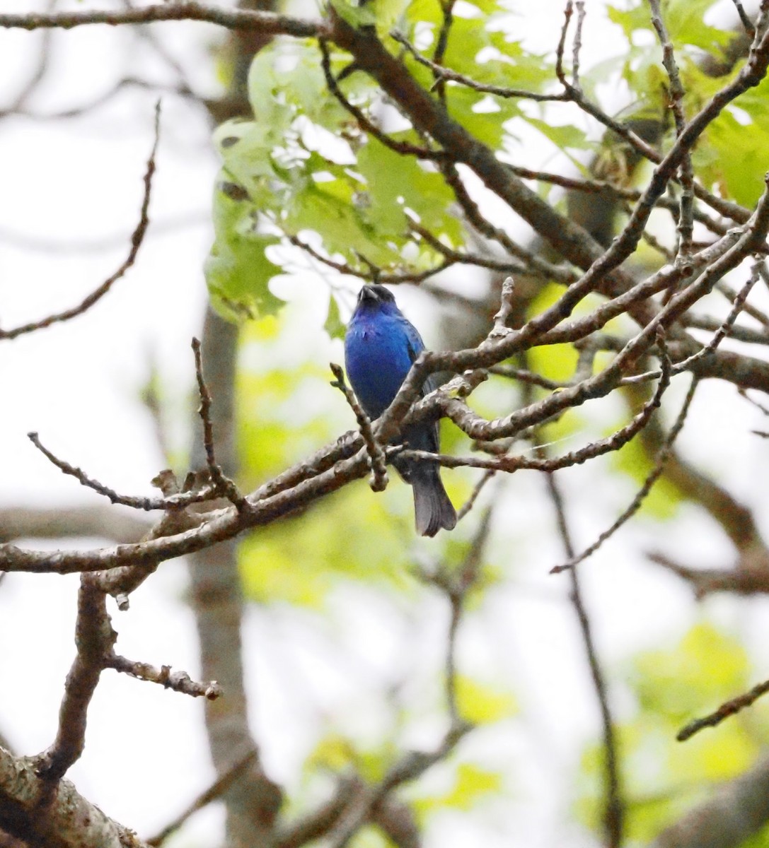 Indigo Bunting - ML632371845