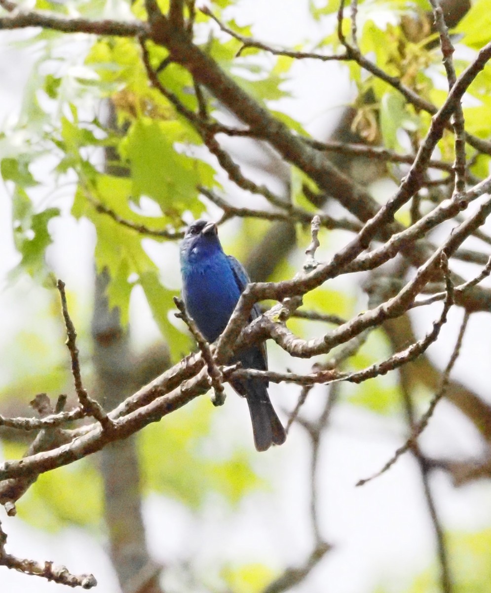 Indigo Bunting - ML632371852