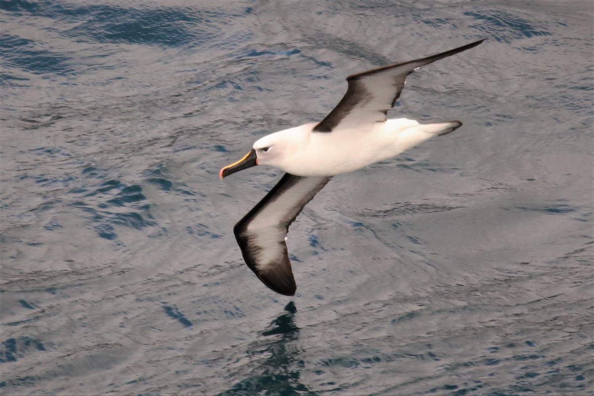 Albatros sudurrori indiarra - ML632371862
