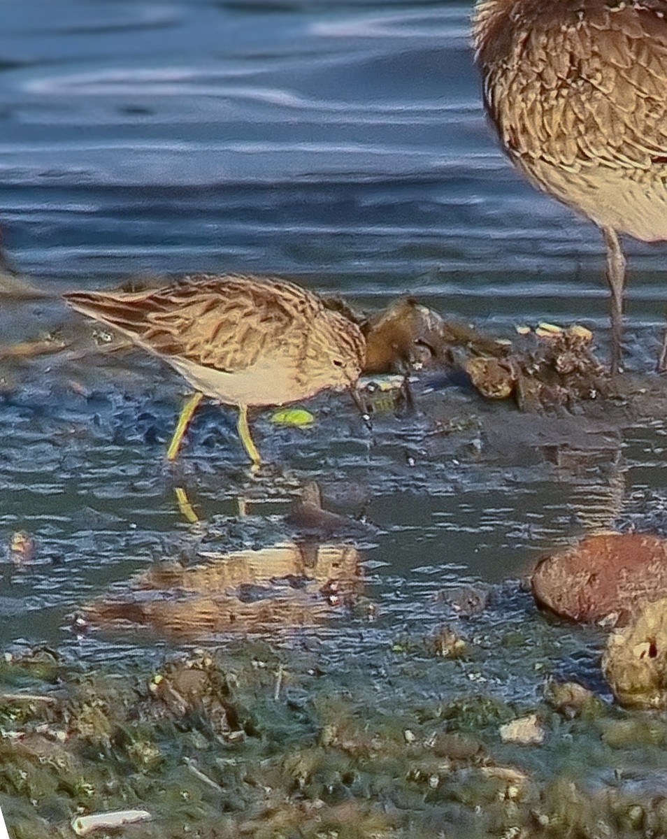 Least Sandpiper - ML632371954