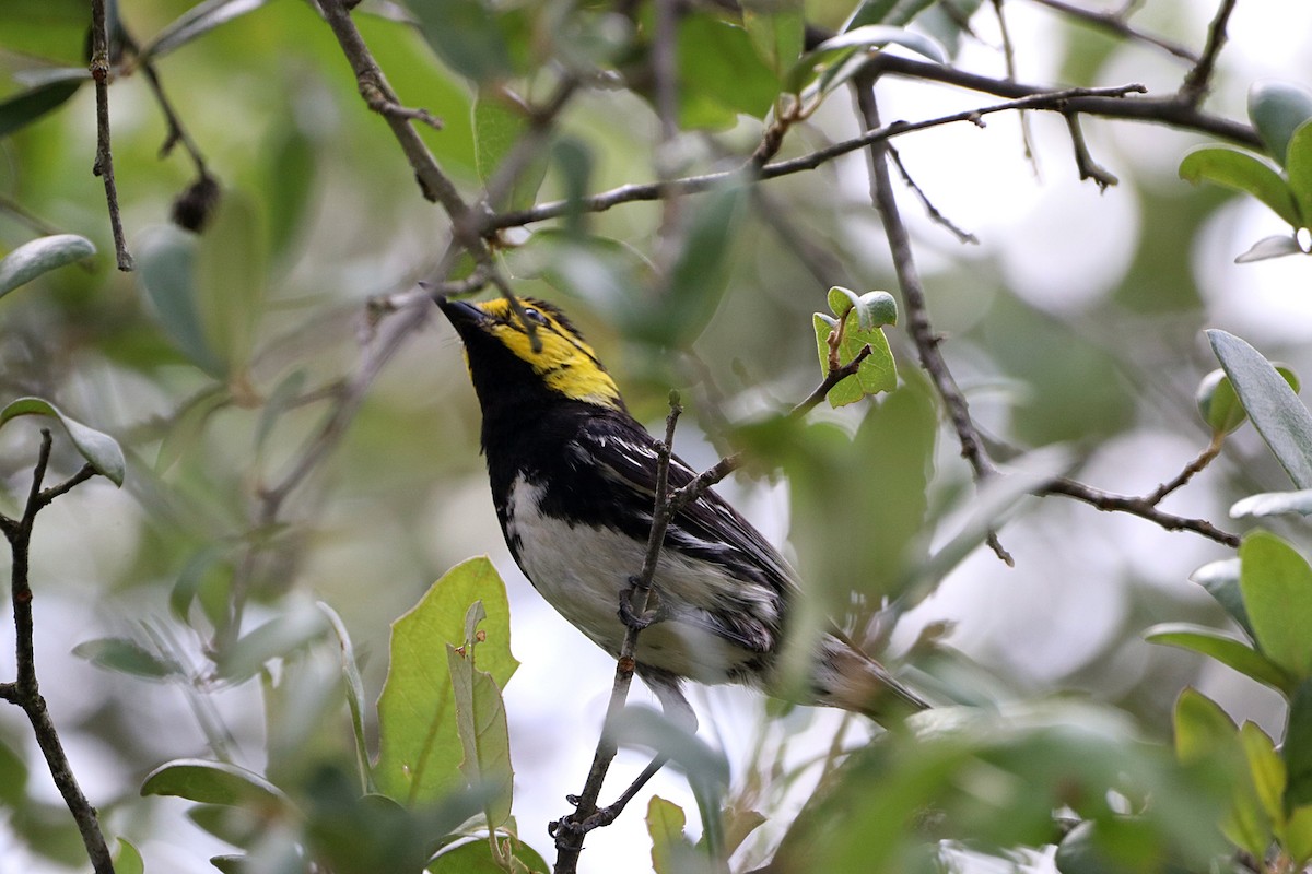 Golden-cheeked Warbler - ML632371985