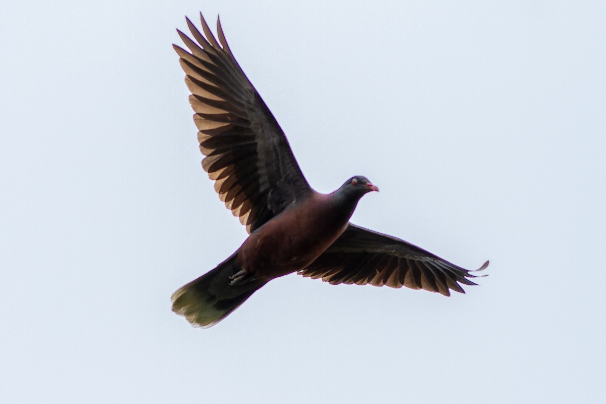 Laurel Pigeon - ML632372006