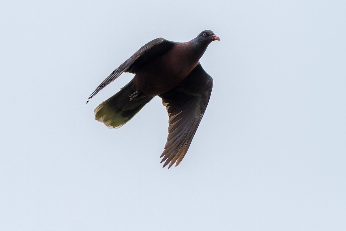 Laurel Pigeon - ML632372007