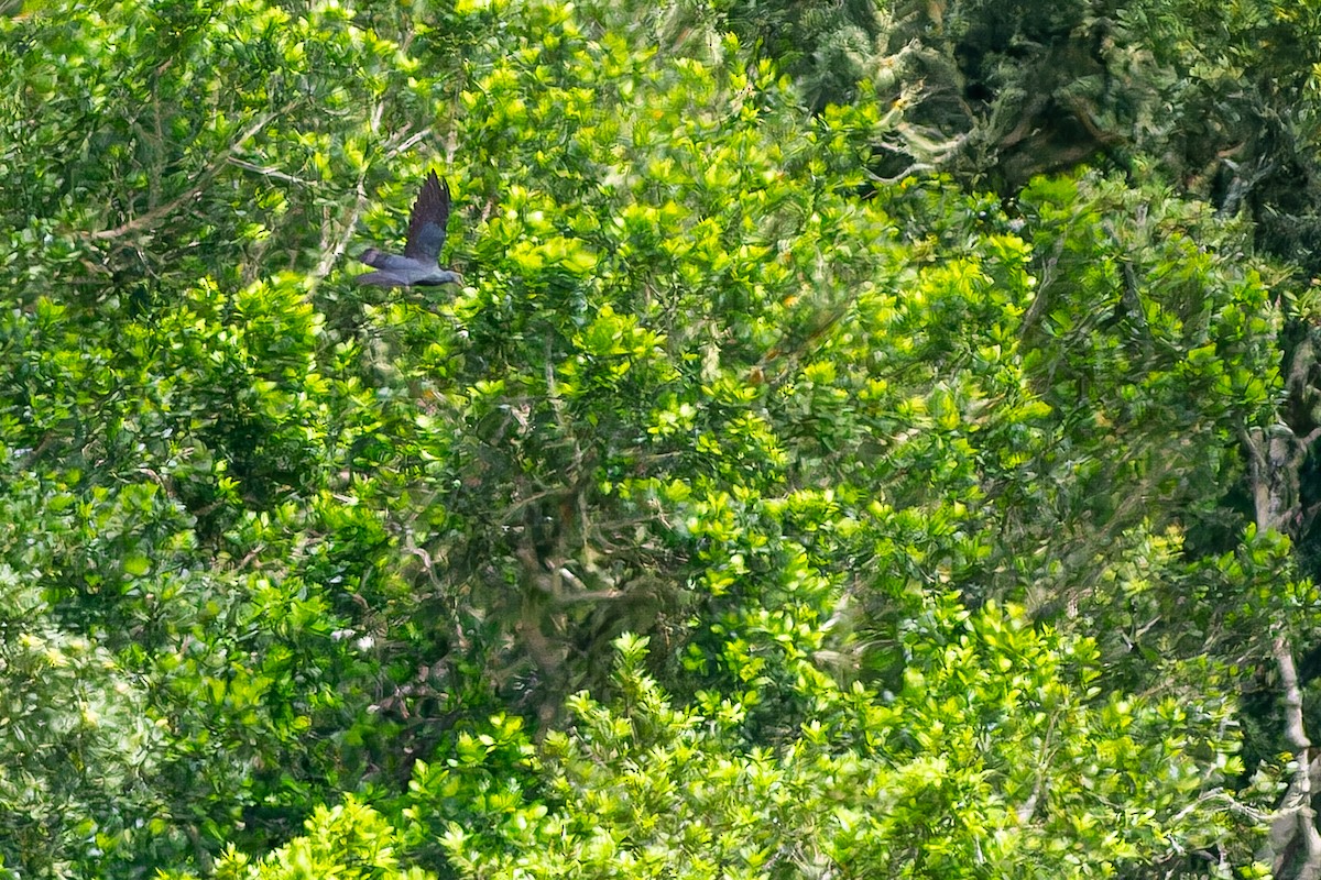 Laurel Pigeon - ML632372036