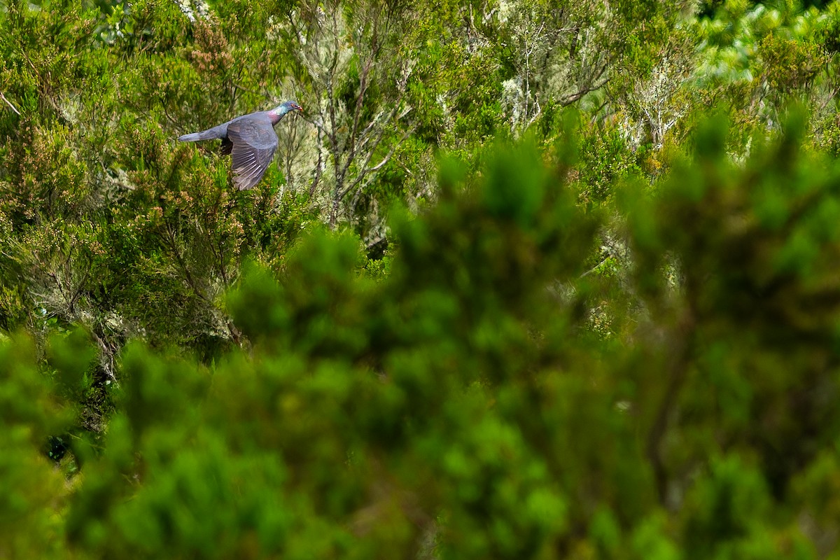 Laurel Pigeon - ML632372037