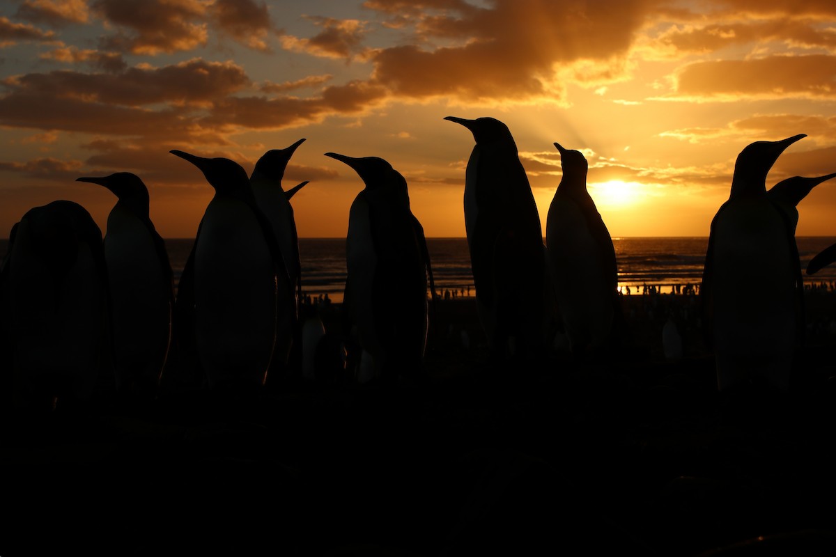 King Penguin - ML632372110