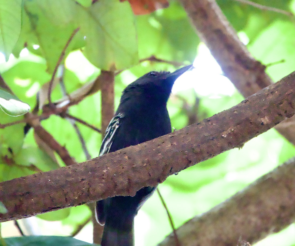Rio Branco Antbird - ML632372131
