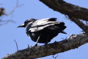amerikakråke - ML632372139