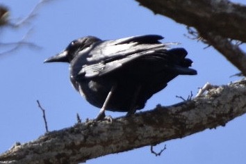 amerikakråke - ML632372140