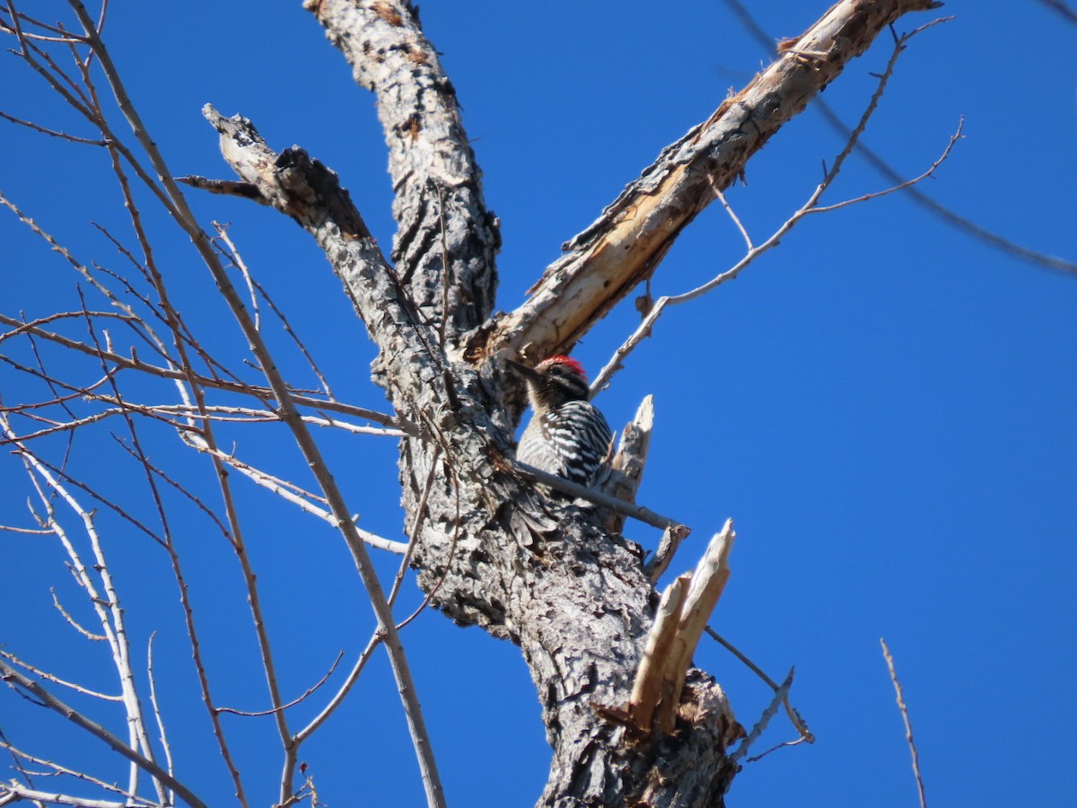 Ladder-backed Woodpecker - ML632372142
