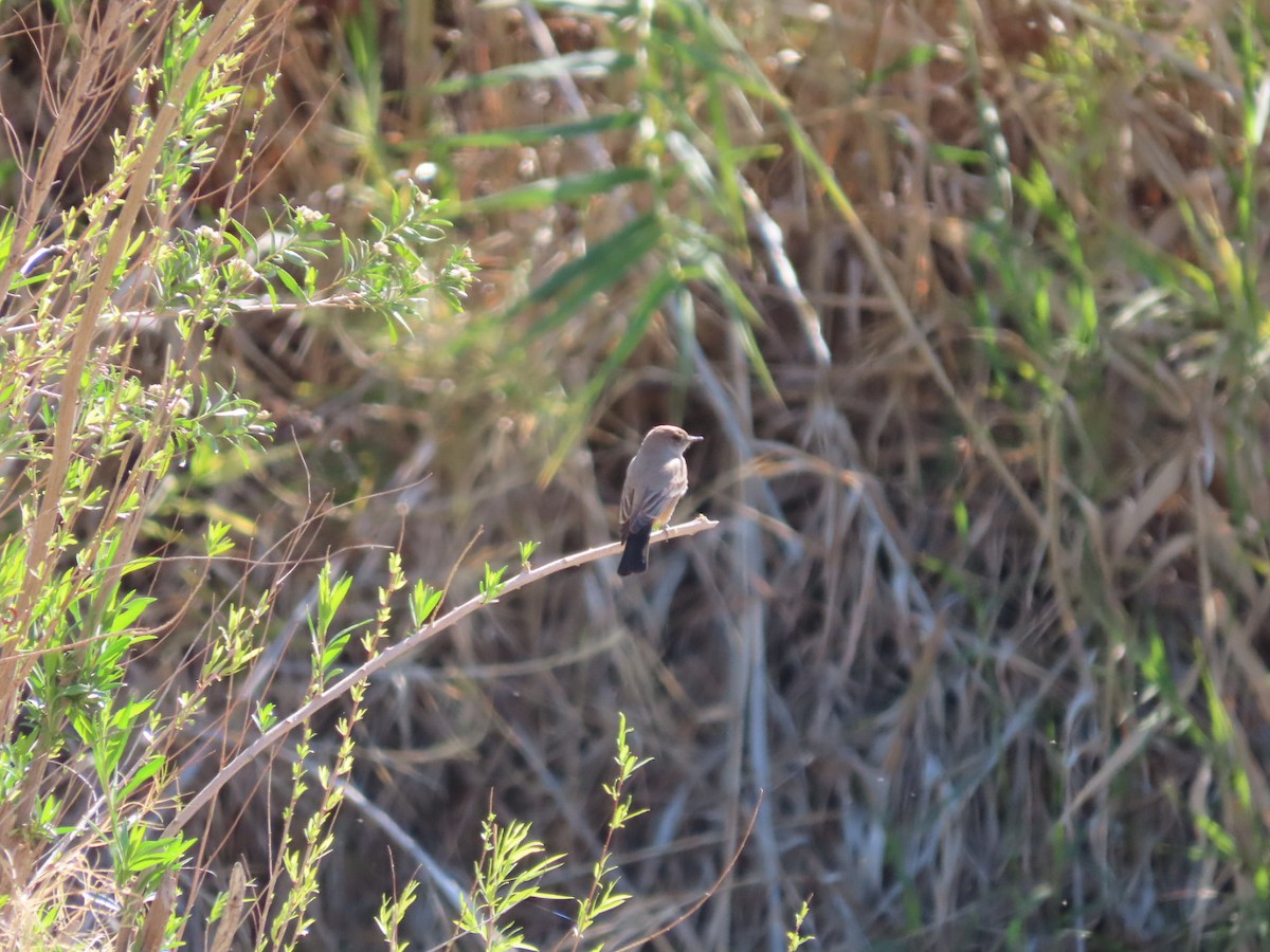 Say's Phoebe - ML632372153