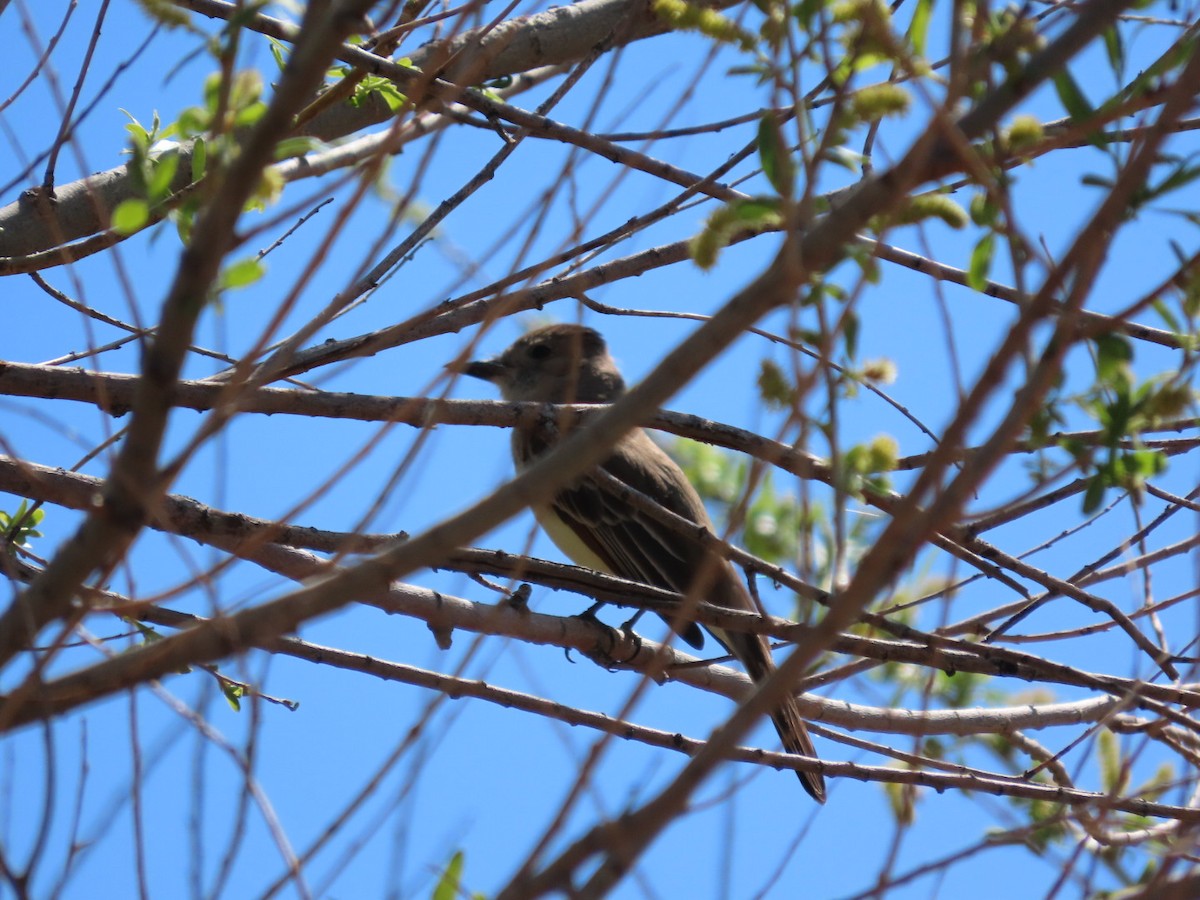 Ash-throated Flycatcher - ML632372161