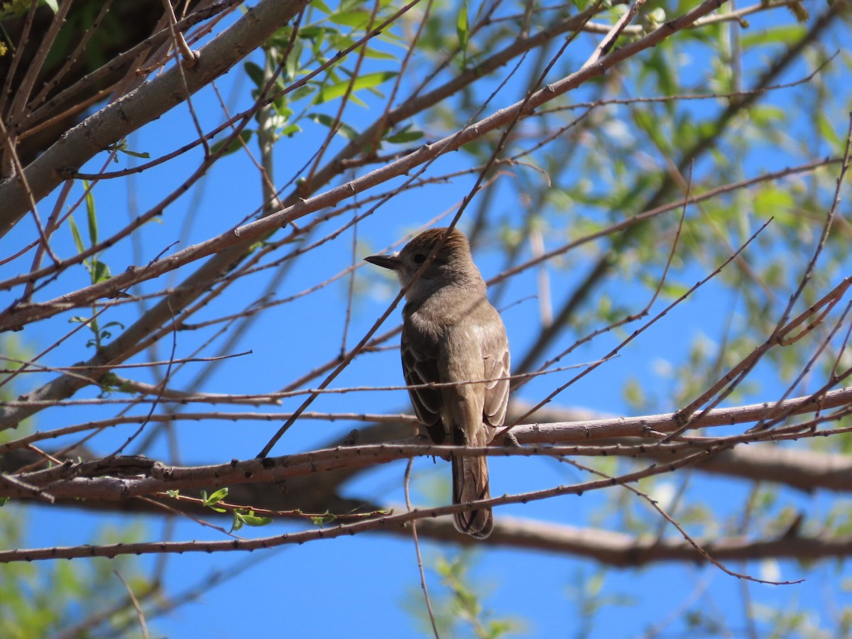 Ash-throated Flycatcher - ML632372162