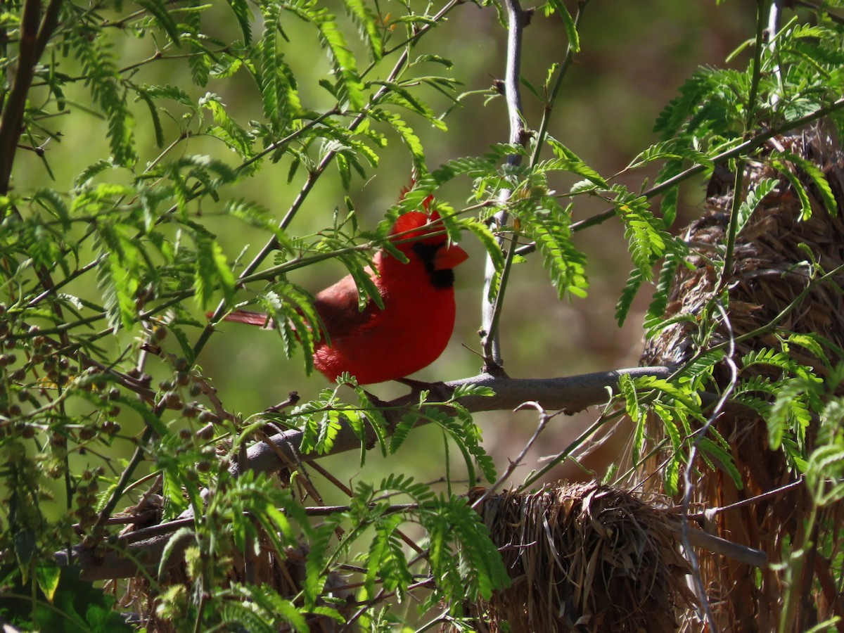Northern Cardinal - ML632372237