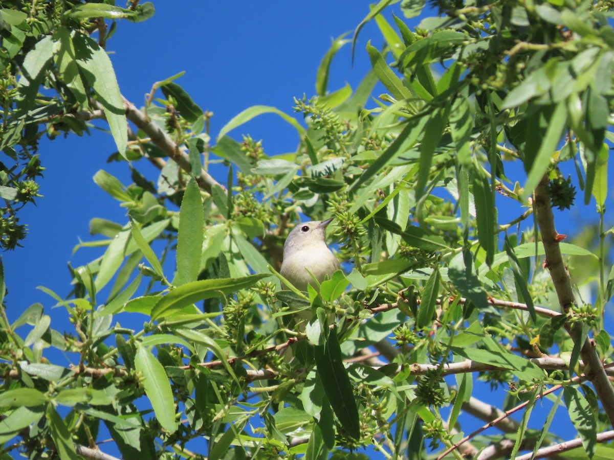 Lucy's Warbler - ML632372259