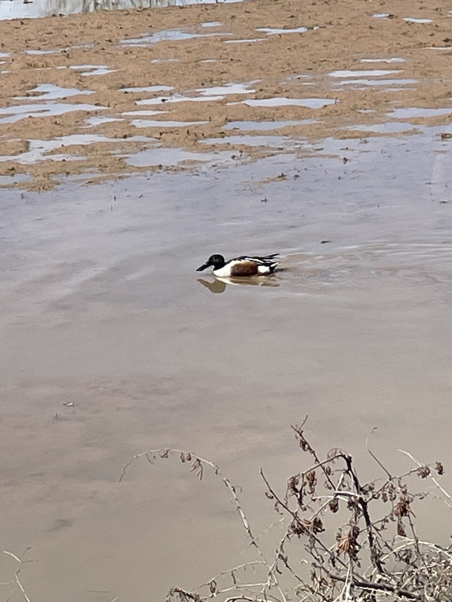 Northern Shoveler - ML632372279