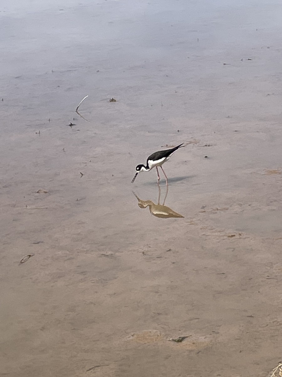 Black-necked Stilt - ML632372297