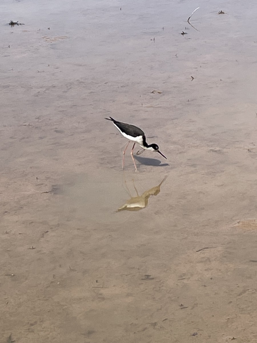 Black-necked Stilt - ML632372298