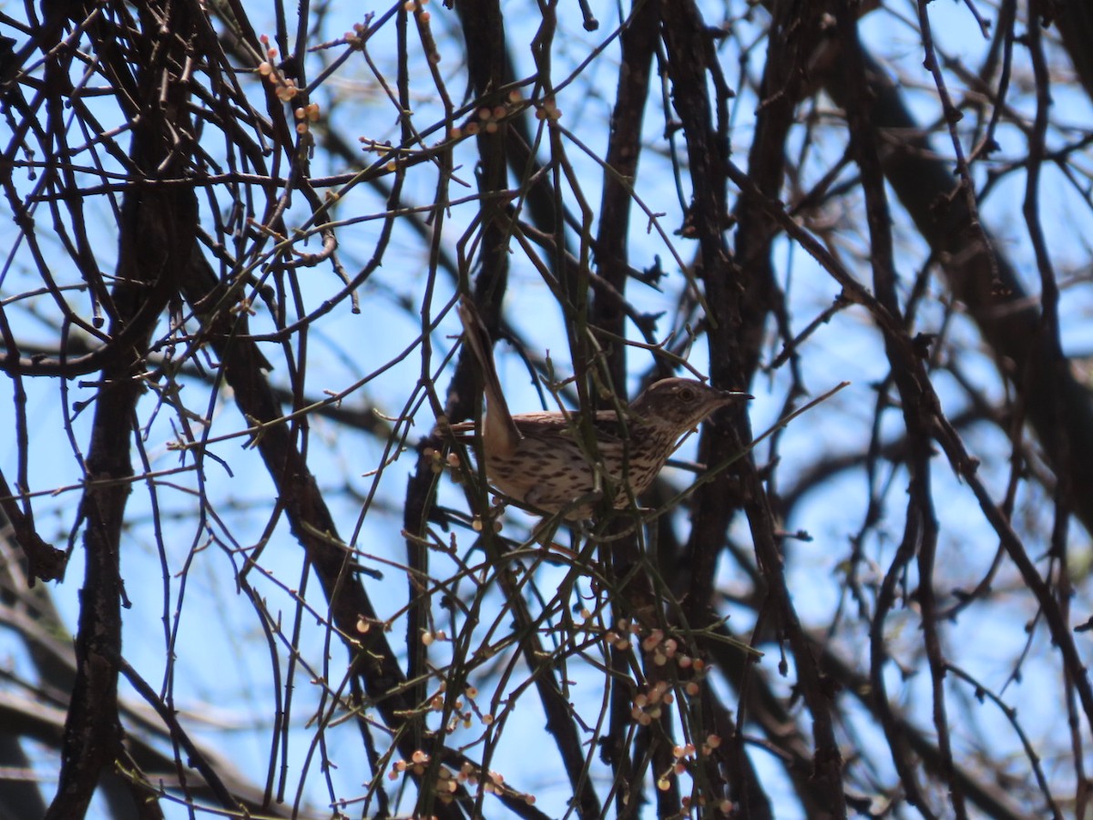Sage Thrasher - ML632372354