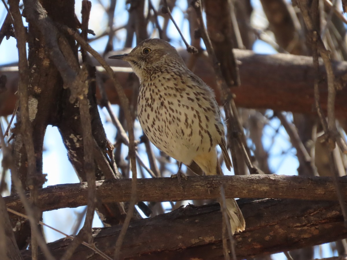 Sage Thrasher - ML632372355