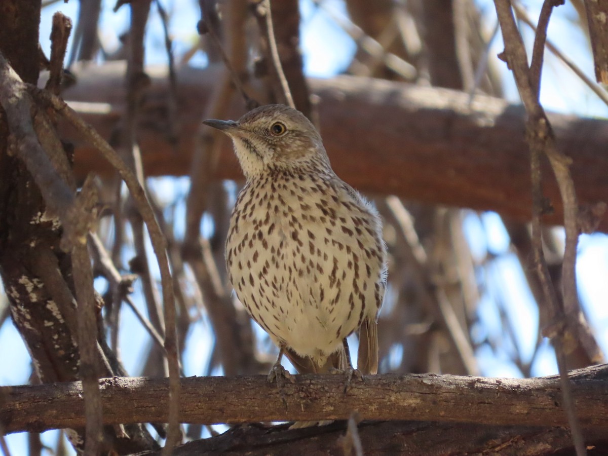 Sage Thrasher - ML632372356