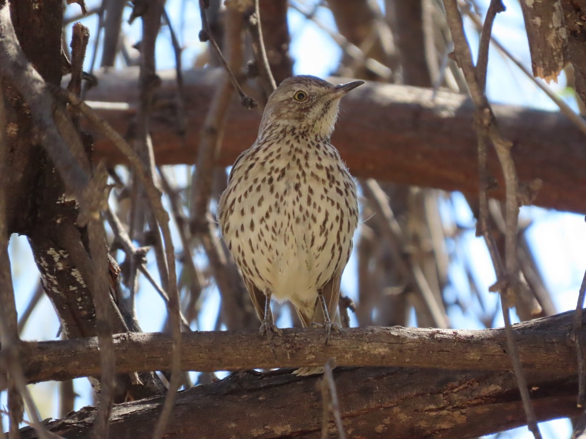 Sage Thrasher - ML632372357