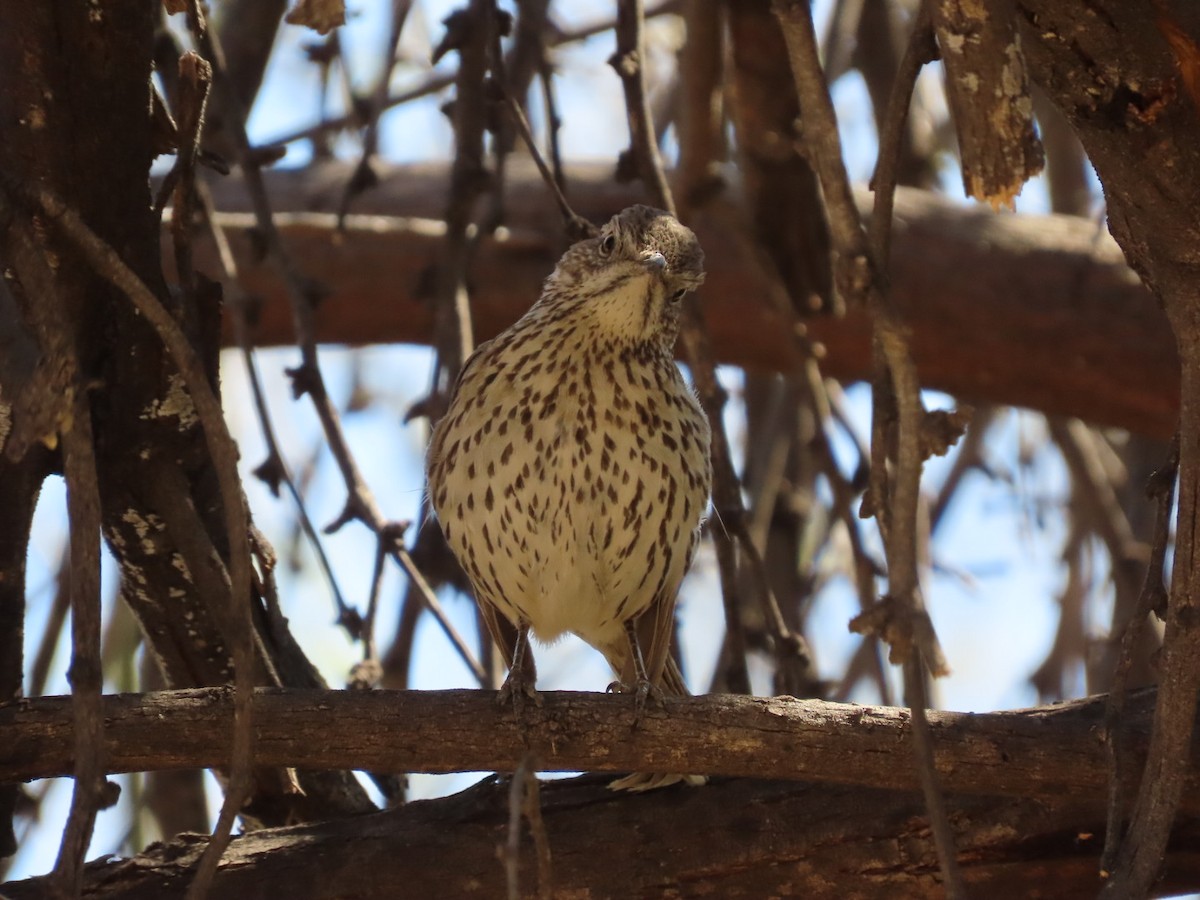 Sage Thrasher - ML632372358